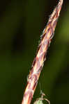 Fibrousroot sedge